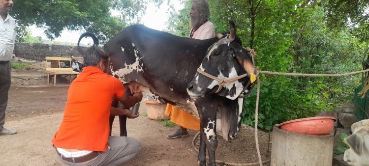 बिना बछड़ा दिए दूध दे रही है यह गाय, ग्रामीणों में कौतूहल का विषय