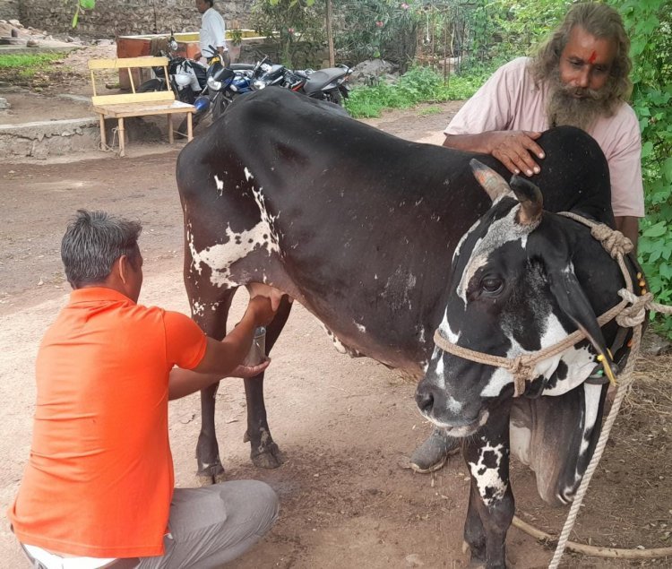 बिना बछड़ा दिए दूध दे रही है यह गाय, ग्रामीणों में कौतूहल का विषय